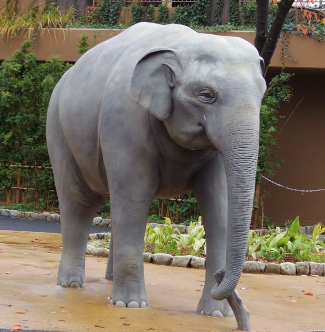 東山動植物園のゾージアムとオーロラ ミリー サスカッチ 黄金絹毛鼠 コガネキヌゲネズミ