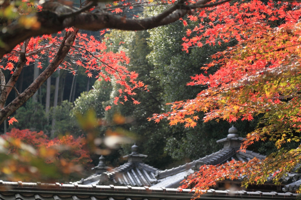 清瀧寺徳源院_c0196076_7441096.jpg