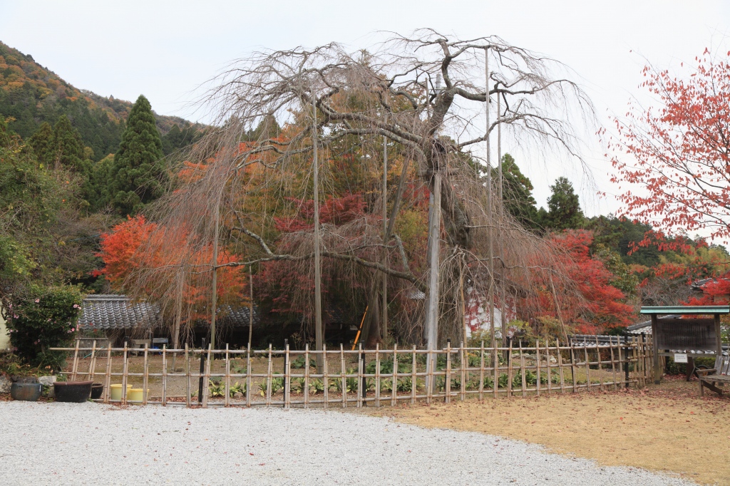 清瀧寺徳源院_c0196076_7511194.jpg