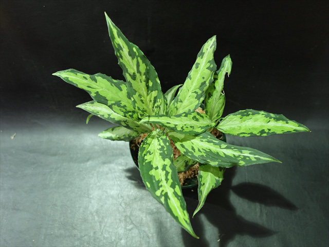 アグラオネマ スターバックス「Aglaonema Starbucks」47A