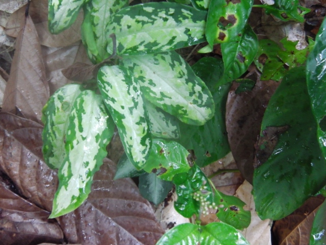 Aglaonema pictum
