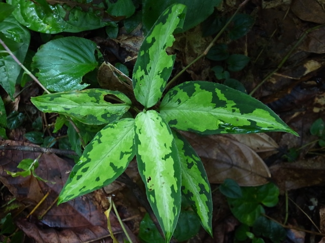 Aglaonema pictum