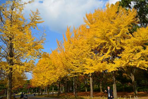 大仙公園　紅葉のキャンパス②_c0229483_8164515.jpg