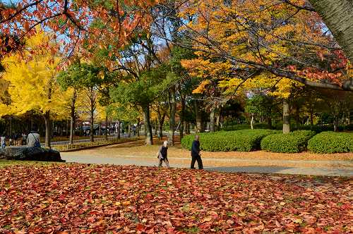 大仙公園　紅葉のキャンパス②_c0229483_8204621.jpg