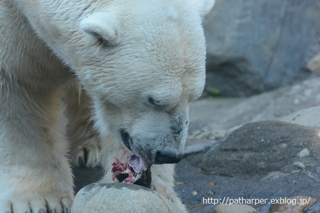 ２０１４年１１月　ズーラシア　その１　メガネグマっ仔大きくなったかな_a0052986_23592316.jpg