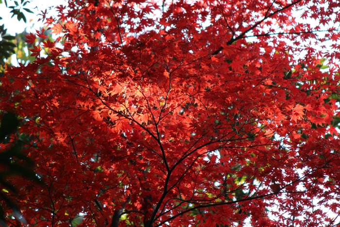 新宿御苑の紅葉2014②_a0127090_21335698.jpg