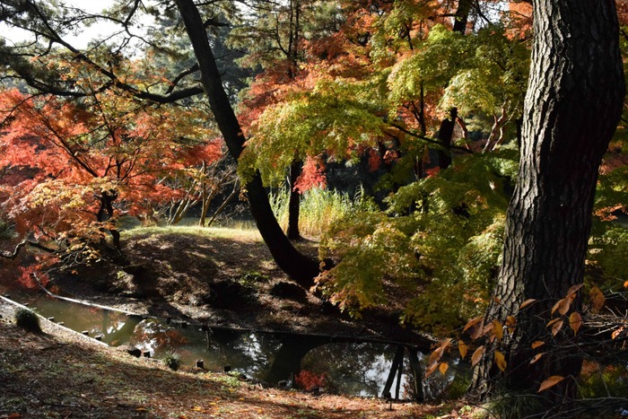 新宿御苑の紅葉2014②_a0127090_21364851.jpg