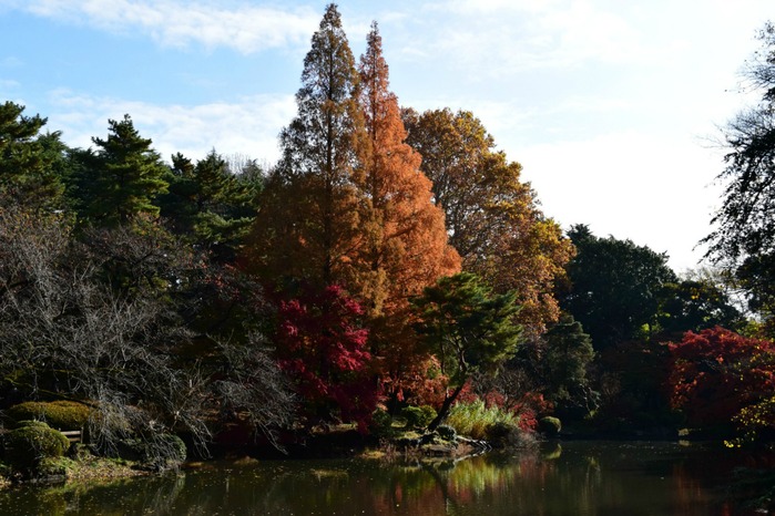 新宿御苑の紅葉2014②_a0127090_21413934.jpg