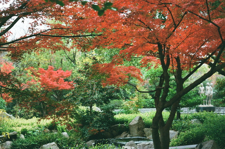 晩秋の街の公園_f0319091_00133141.jpg