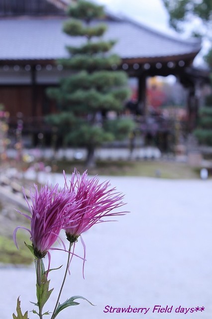 錦秋の京都　２０１４　嵯峨野　大覚寺　嵯峨菊と紅葉_c0087094_17033680.jpg