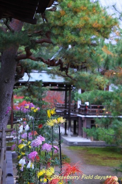 錦秋の京都　２０１４　嵯峨野　大覚寺　嵯峨菊と紅葉_c0087094_17040161.jpg