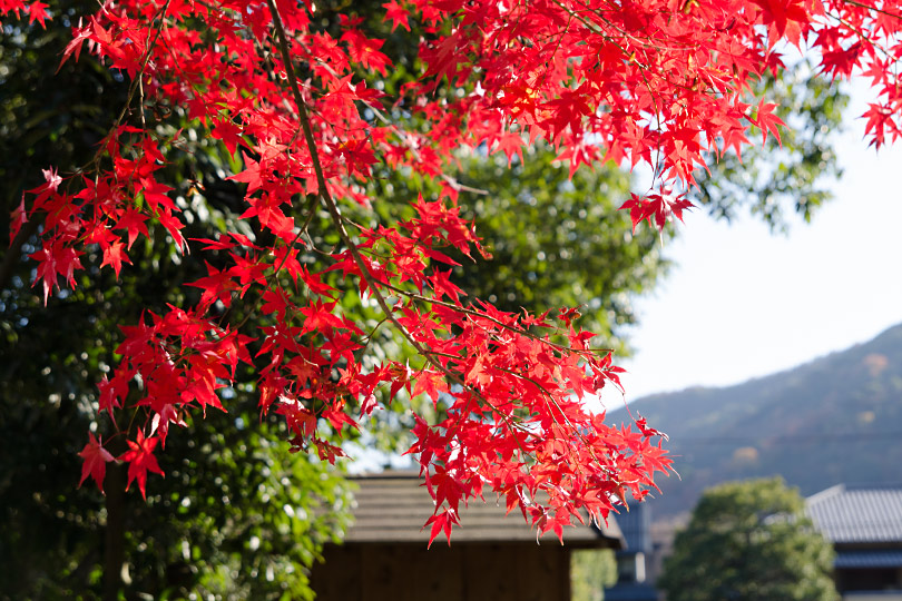 今年の紅葉。_c0230699_2218886.jpg