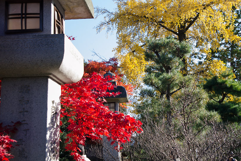 今年の紅葉。_c0230699_2219084.jpg