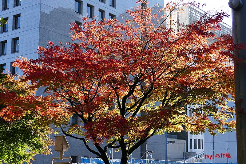 HIBIYA PARK COLORED LEAVES 05_b0134907_11581517.jpg