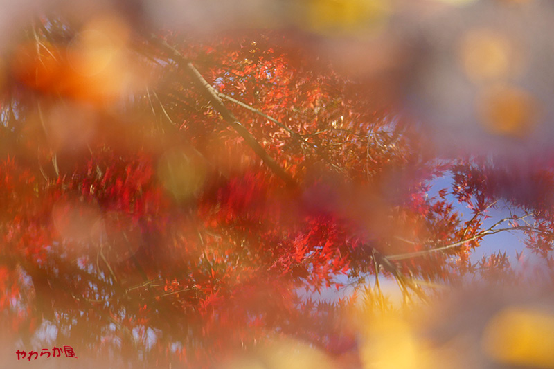 HIBIYA PARK COLORED LEAVES 05_b0134907_11582184.jpg