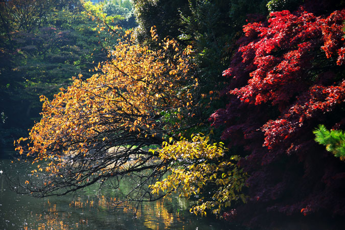 新宿御苑の紅葉2_a0263109_10125143.jpg