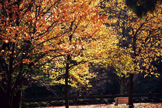 新宿御苑の紅葉2_a0263109_10131446.jpg