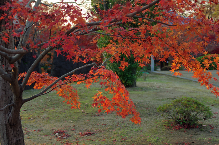 京都　紅葉７　智積院（２）_b0151409_22144653.jpg