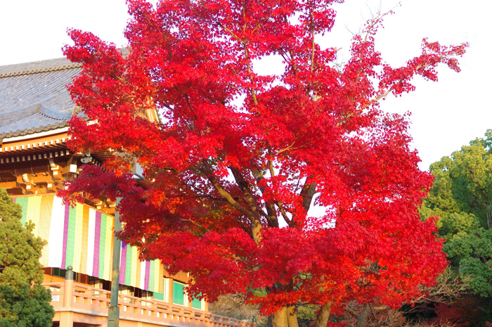 京都　紅葉７　智積院（２）_b0151409_2214673.jpg