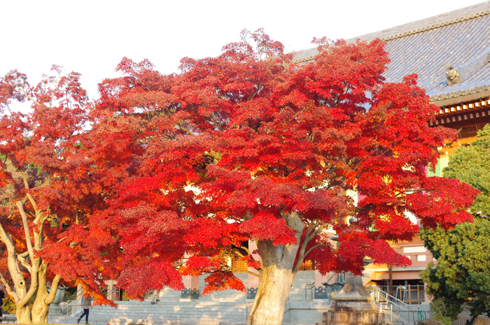 京都　紅葉７　智積院（２）_b0151409_2215311.jpg