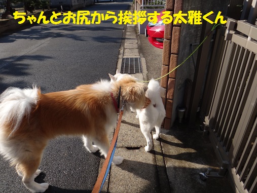 2頭引きAgain!(その1:初日)_f0121712_16224751.jpg
