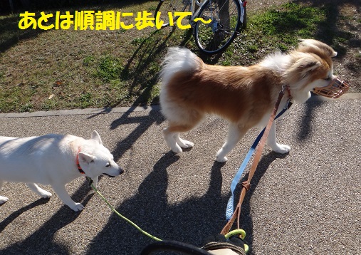 2頭引きAgain!(その1:初日)_f0121712_16513537.jpg