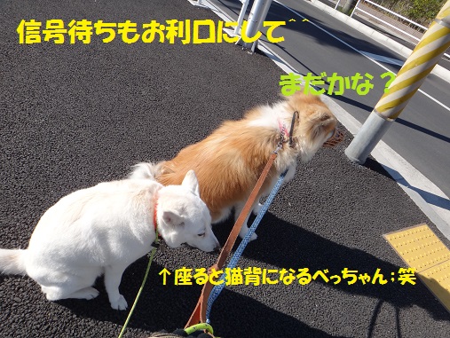 2頭引きAgain!(その1:初日)_f0121712_17916.jpg