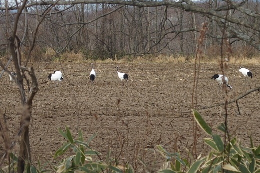 2014年12月5日（金）：タンチョウ一斉調査[中標津町郷土館]_e0062415_14392228.jpg