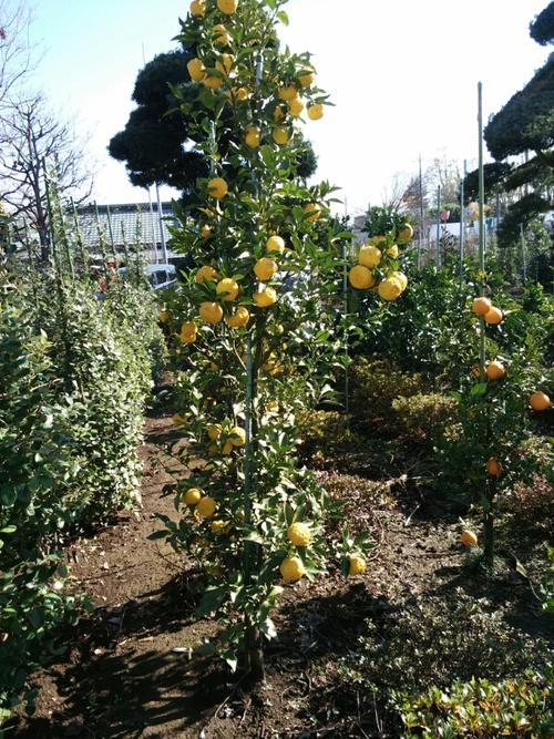 f0329515_19442012.jpg