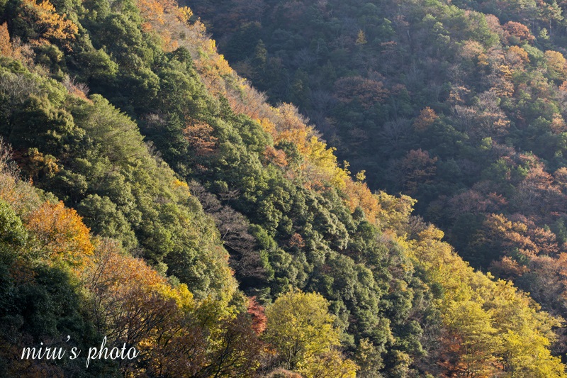 京都から電車に乗って山紅葉♪_c0037519_2161899.jpg