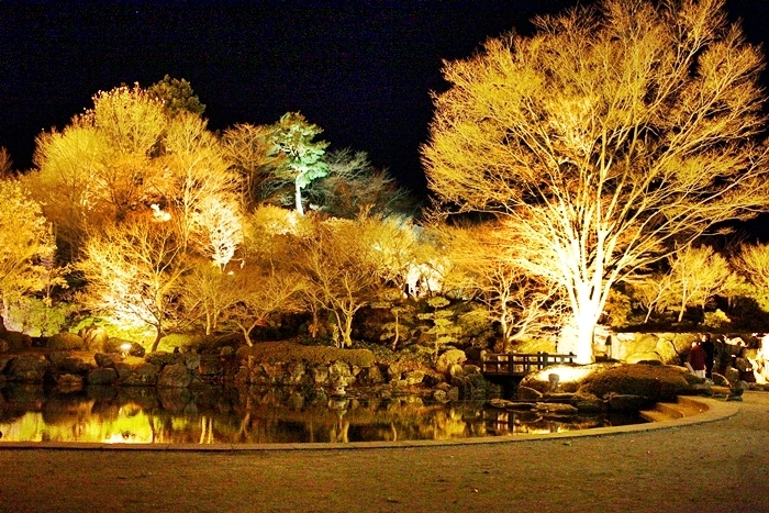 鬼石冬桜 桜山公園ライトアップ 11 1 12 7 焼まんじゅうを食らう