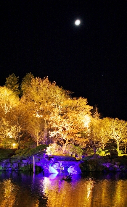 鬼石冬桜 桜山公園ライトアップ 11 1 12 7 焼まんじゅうを食らう