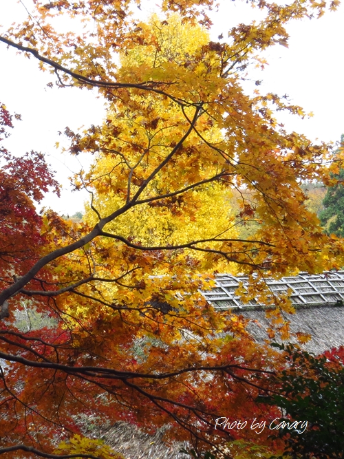 東京の紅葉２　百草園の黄葉輝く　（１１/２８撮影）　　　in Tokyo　_d0129921_21263398.jpg