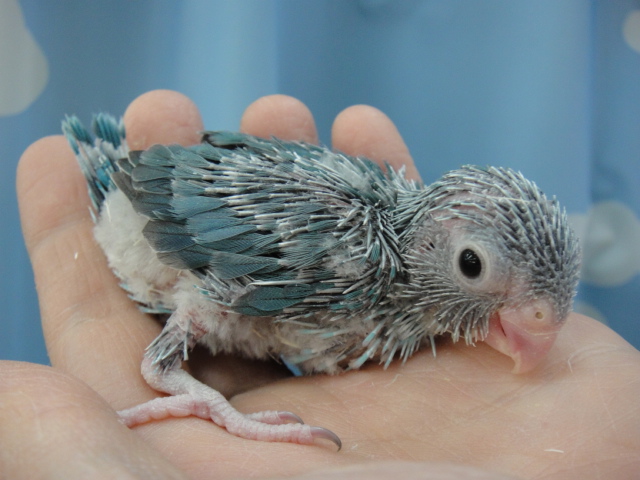 141215 インコ・文鳥・ウサギ・モモンガ・ハムスター_f0189122_17143295.jpg