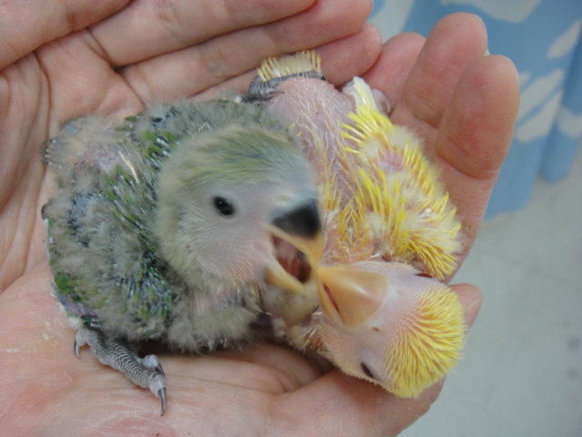 141215 インコ・文鳥・ウサギ・モモンガ・ハムスター_f0189122_17155086.jpg