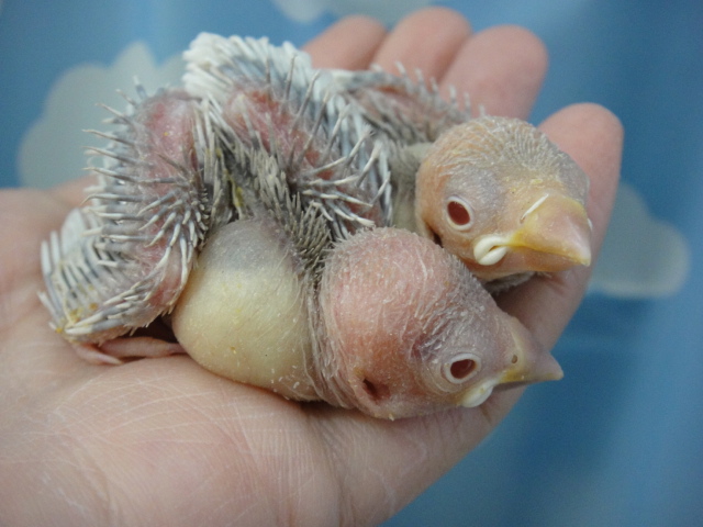 141215 インコ・文鳥・ウサギ・モモンガ・ハムスター_f0189122_17161850.jpg