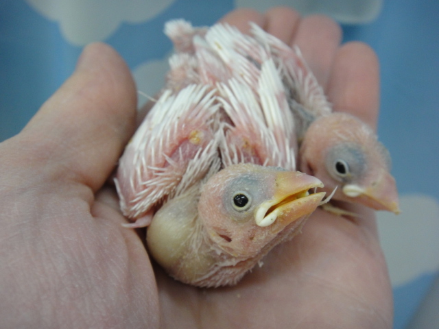 141215 インコ・文鳥・ウサギ・モモンガ・ハムスター_f0189122_17162970.jpg