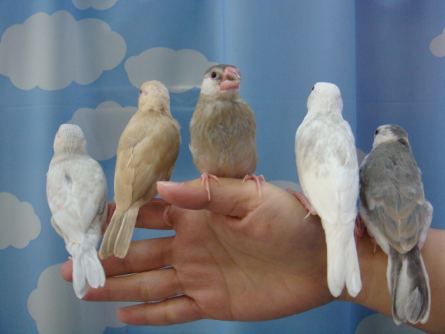 141215 インコ・文鳥・ウサギ・モモンガ・ハムスター_f0189122_1717152.jpg