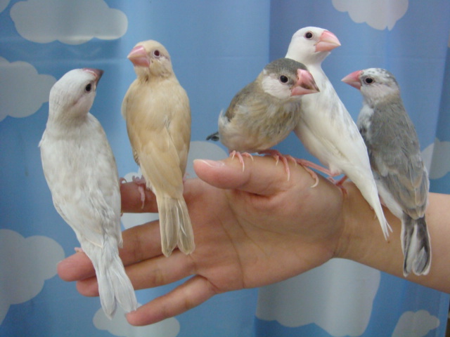 141215 インコ・文鳥・ウサギ・モモンガ・ハムスター_f0189122_1719087.jpg