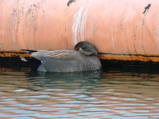 相模原沈殿池の冬鳥_e0050231_14123710.jpg