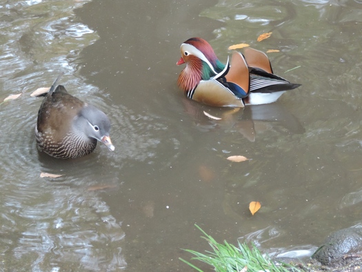 相模原沈殿池の冬鳥_e0050231_14145227.jpg