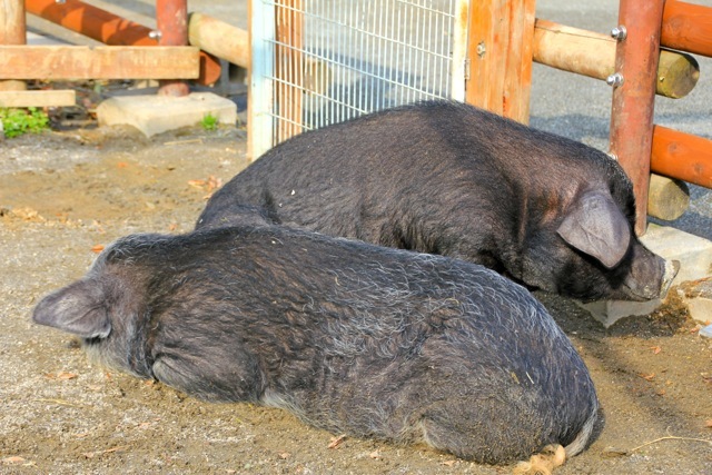 【金沢動物園】part 3_f0348831_07411117.jpg