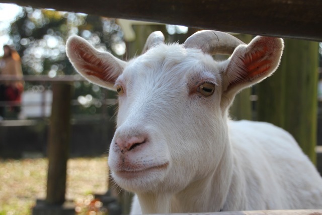 【金沢動物園】part 3_f0348831_07412527.jpg