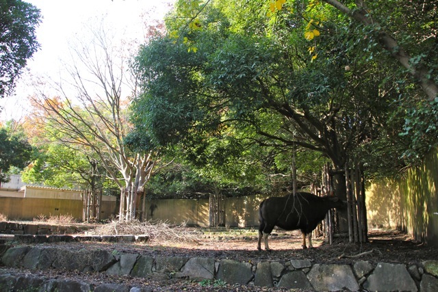 【金沢動物園】part 3_f0348831_07414267.jpg