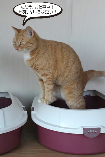 仕事中です! : 保護猫さんのご縁探し