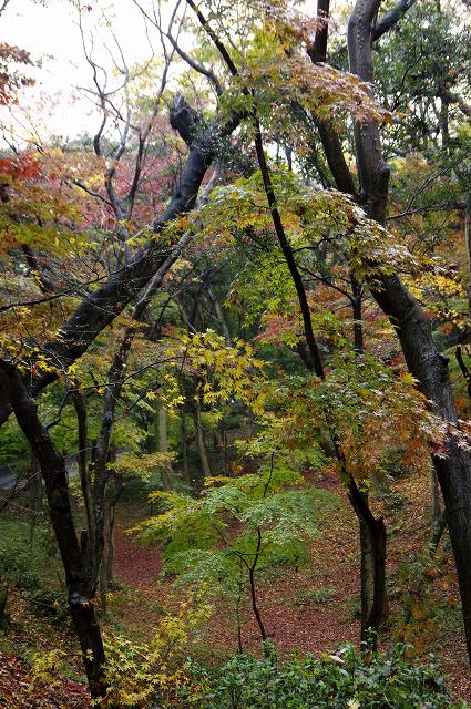 雨の日長神社　２　紅葉谷_c0238352_16555293.jpg