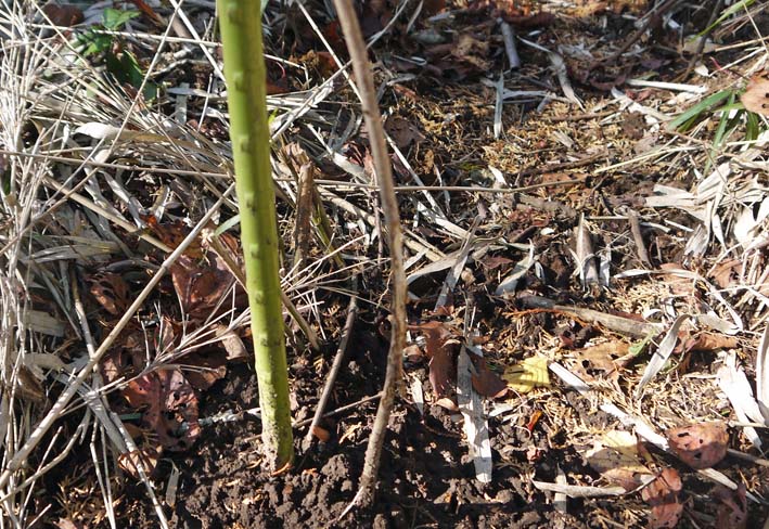 まるで幼児虐待！六国見山の山桜の苗木、またまた切られる_c0014967_16251952.jpg