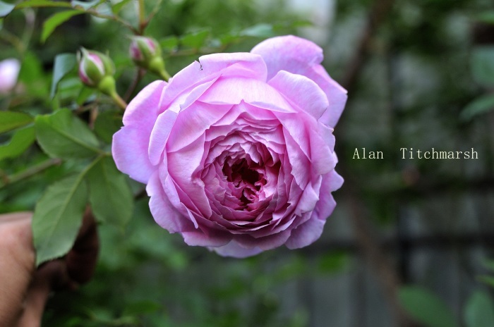 Alan Titchmarsh 2014（ｱﾗﾝ ﾃｨｯﾁﾏｰｼｭ）_c0278671_18200063.jpg