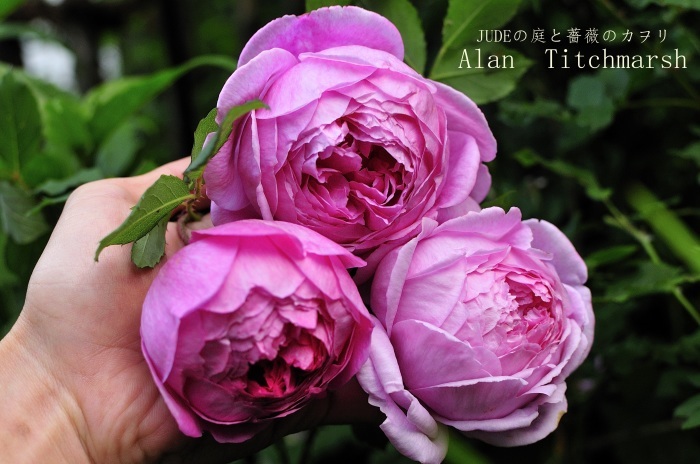 Alan Titchmarsh 14 ｱﾗﾝ ﾃｨｯﾁﾏｰｼｭ ｊｕｄｅの庭と薔薇のカヲリ