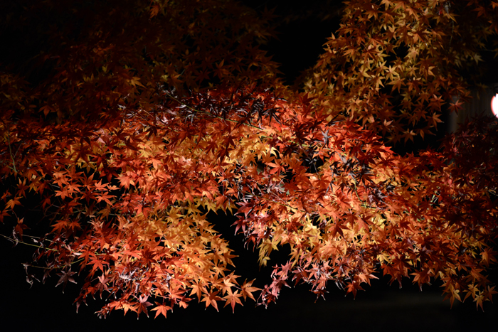 六義園ライトアップ紅葉写真アップ!_e0171573_23291485.jpg